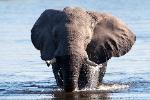 the top ten site botswana elephant