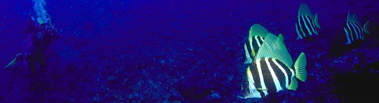 diver image