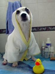 dog at bath time image