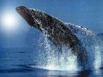 wonders_of_the_world_humpback_whales photo