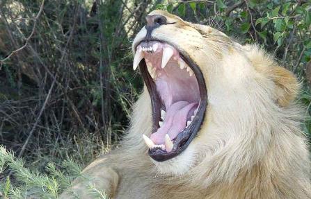 subtitles imax africa the serengeti