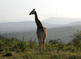 kwazulu natal tour operator picture