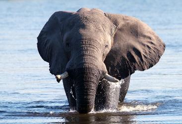 the top ten site botswana elephant