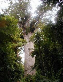 waipoua forest park image